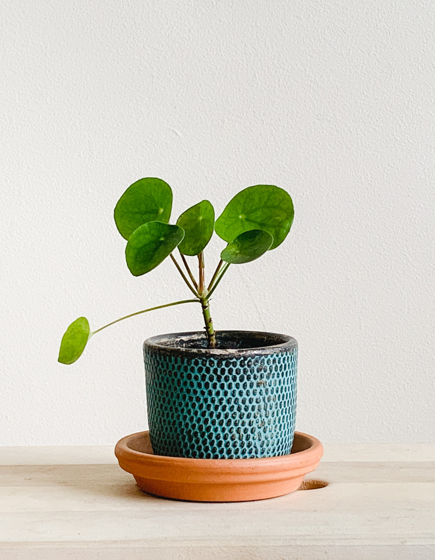 Pflanze „Solar” Pflanze „Solar”