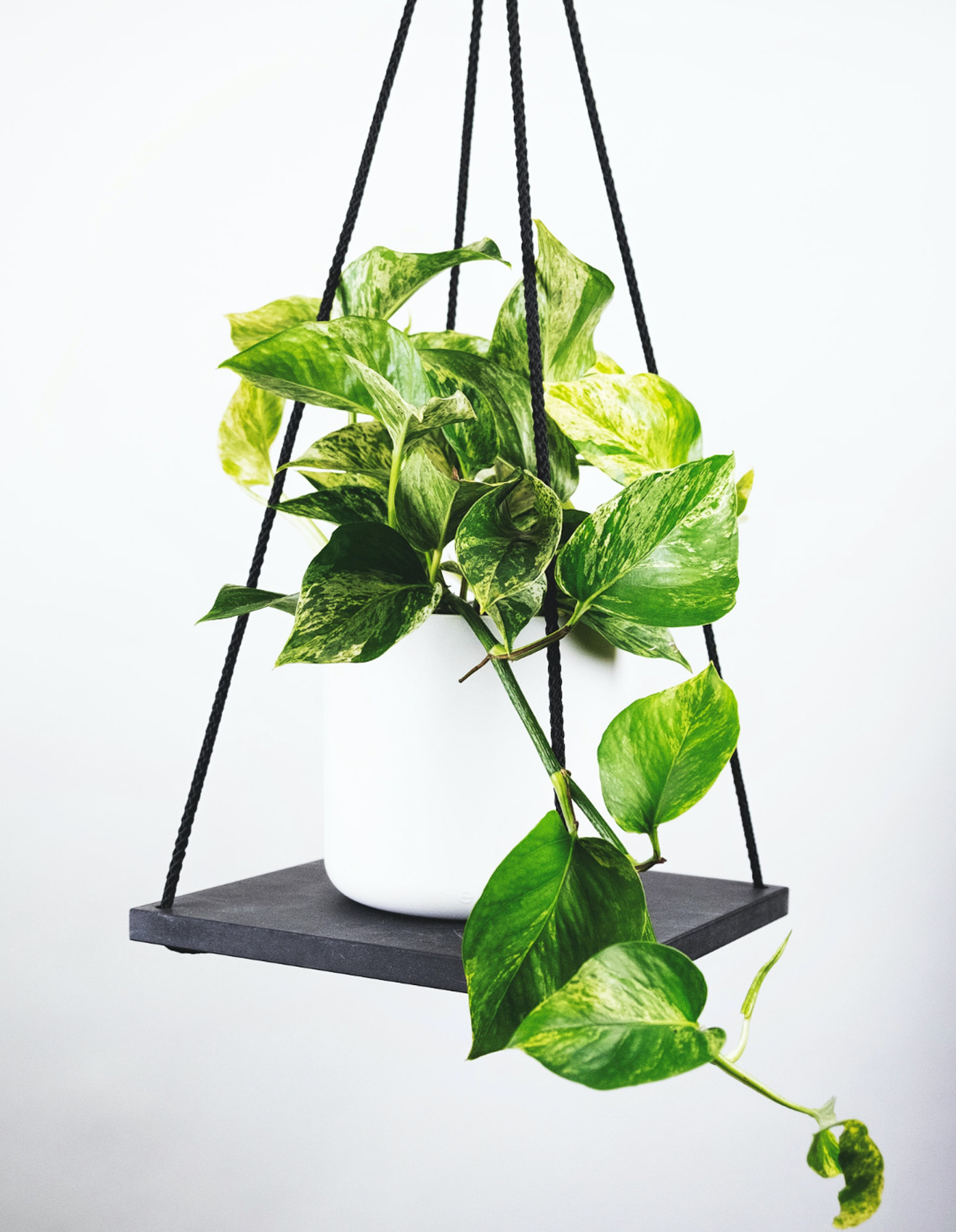 Pflanze „Tazan” Pflanze „Tazan”