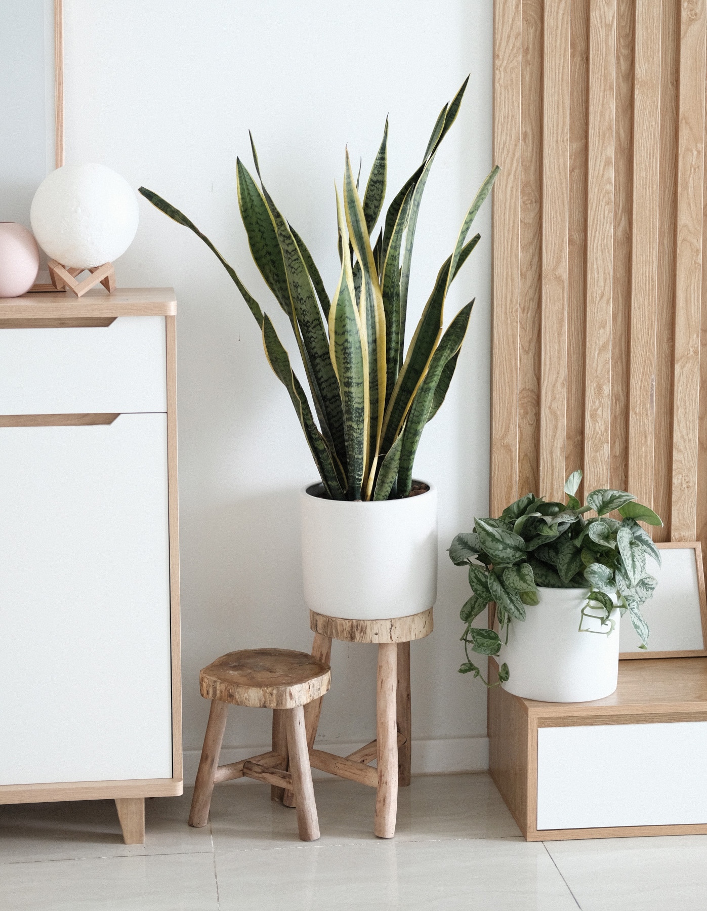 Pflanze „Sunny” Pflanze „Sunny”